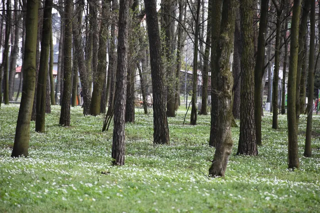 Park im. Włodzimierza Skarbek-Borowskiego