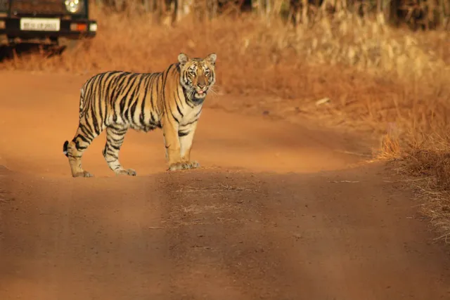 Tadoba Andhari National Park