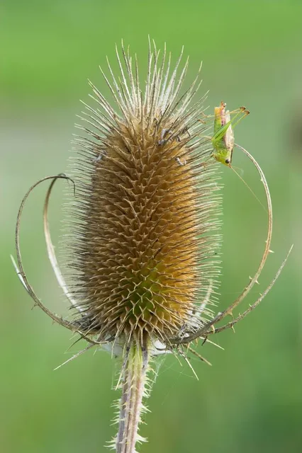 Binbrook Conservation Area