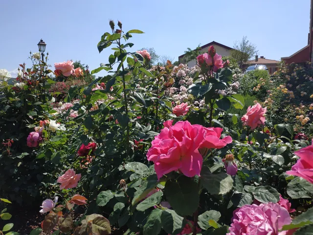 Rose Garden in San Giovanni Park
