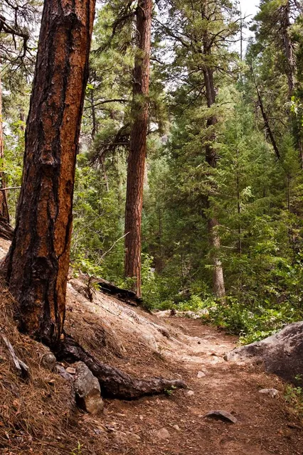 THE NATIONAL FOREST CO