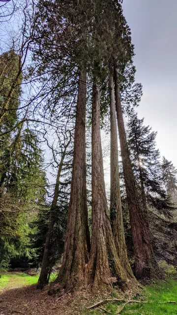 Arboretum Domanial de la Jonchère Saint Maurice