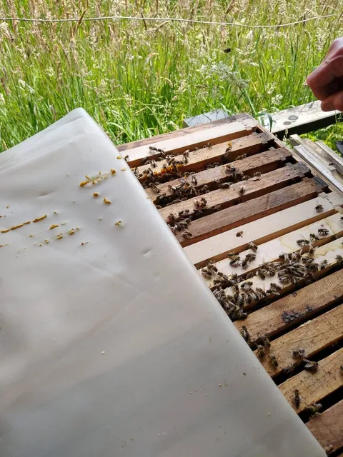 Bijenpark Terschelling