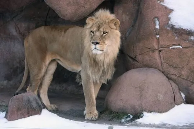 Speelbos 'In Het Hol Van De Leeuw'