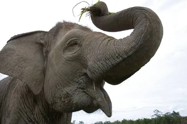 Jumbo the Elephant Memorial
