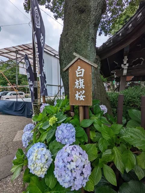 Hakusan Shrine