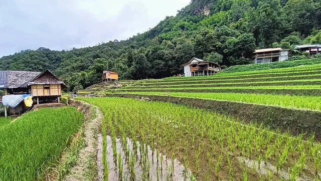 กระท่อมโต๋ ป่าบงเปียง