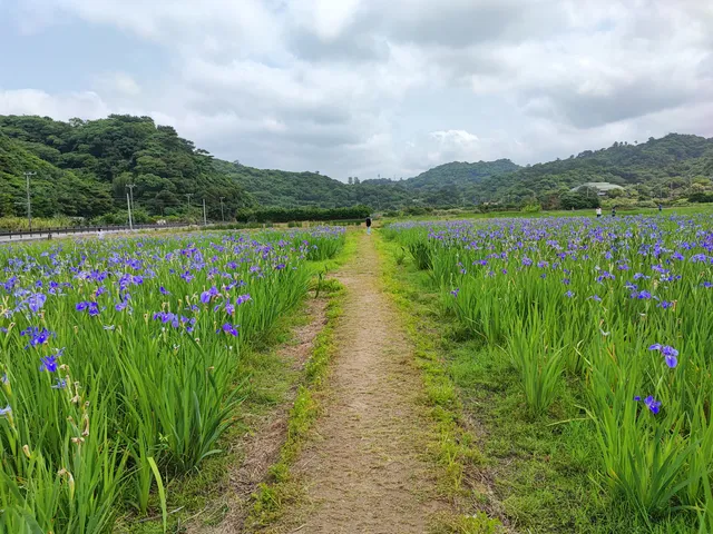 Iris Field