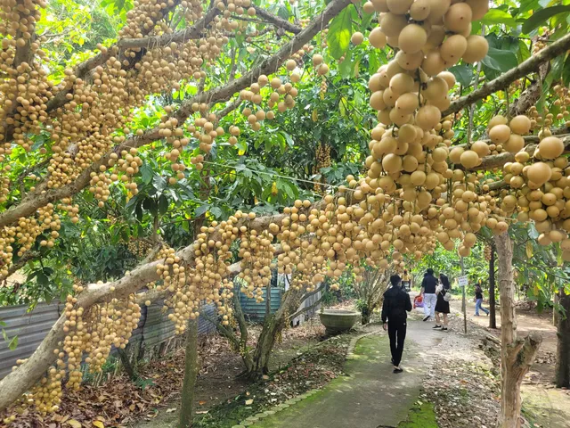 Vườn Dâu Cao Sản Thiên Ân
