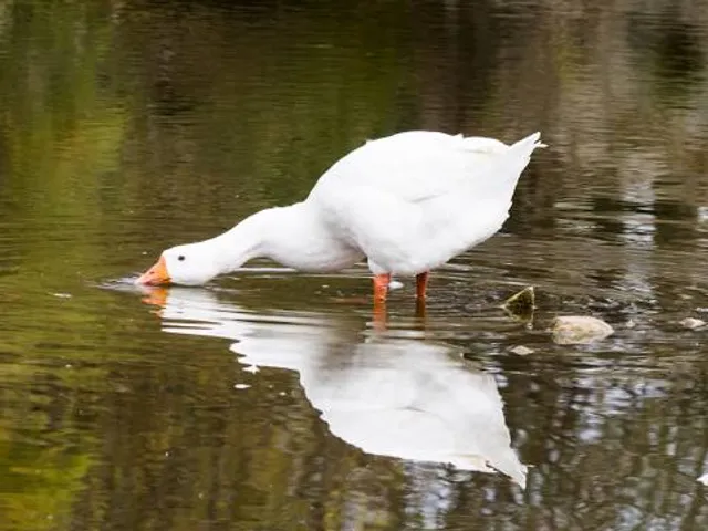 Centro de Fauna Kuna Ibérica