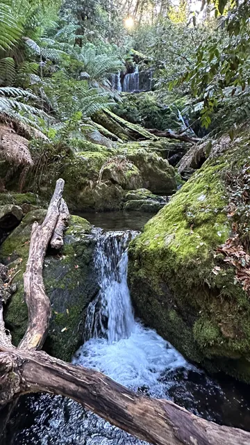 Antarctic Beech Forest walking track
