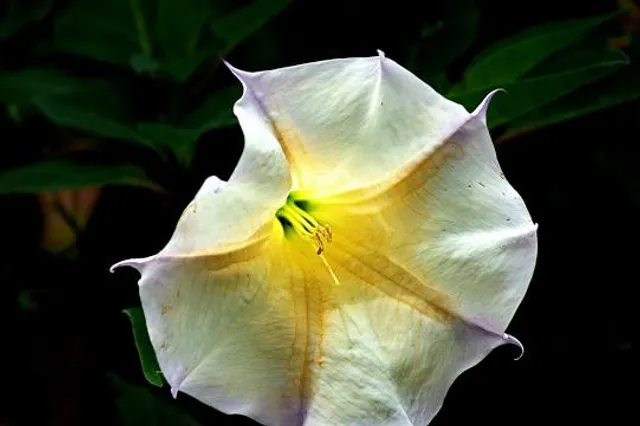 East Texas Arboretum