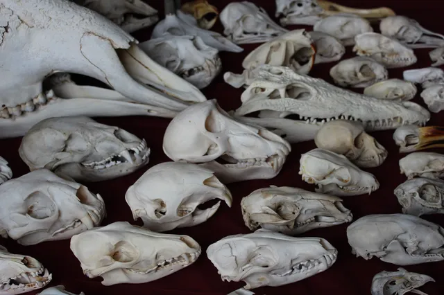 The Dunedin Museum of Natural Mystery