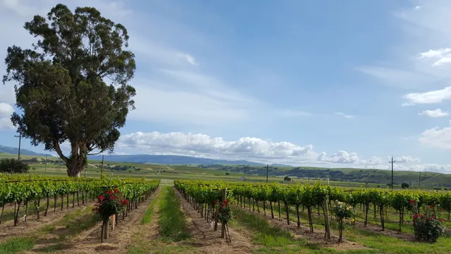 Darcie Kent Estate Winery