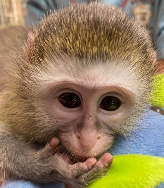 Bambelela Wildlife Care And Vervet Monkey Rehabilitation