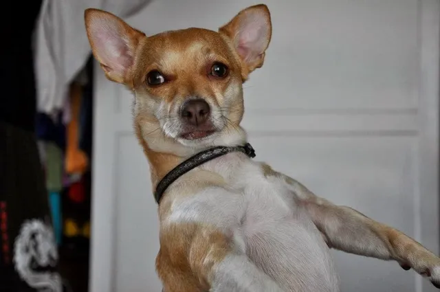 Agoura Animal Care Center