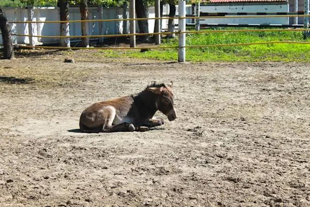Φιλόνεικος zoo park, ιππασία!