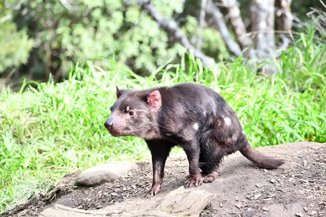 Tasmanian Devil Unzoo
