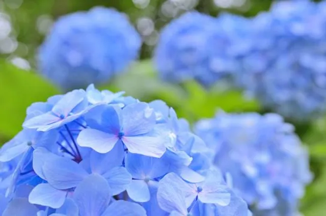 Hydrangea Mountain (Ajisai-yama)