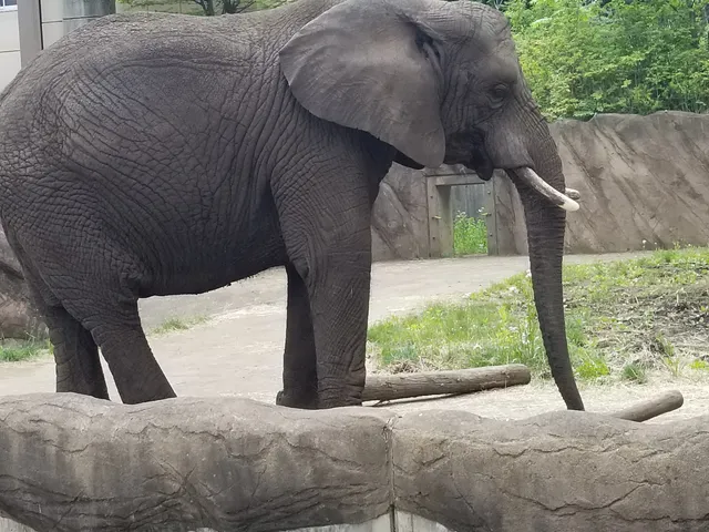 モリオカシドウブツコウエンドウブツシリョウカン