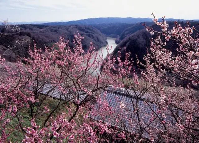 Tsukigase Plum Grove