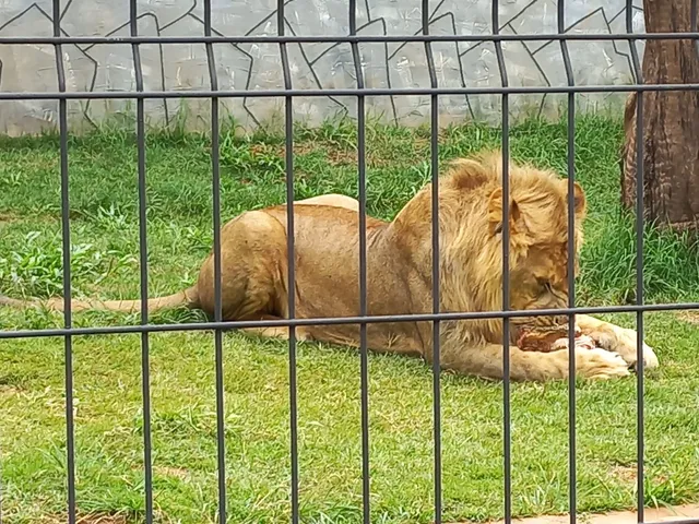 Zoológico Municipal de Guarulhos