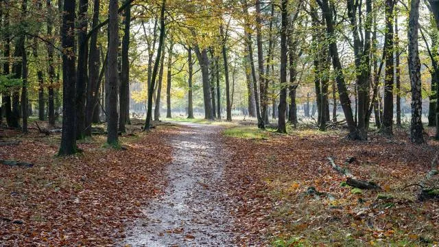 Goois Natuurreservaat Spanderswoud
