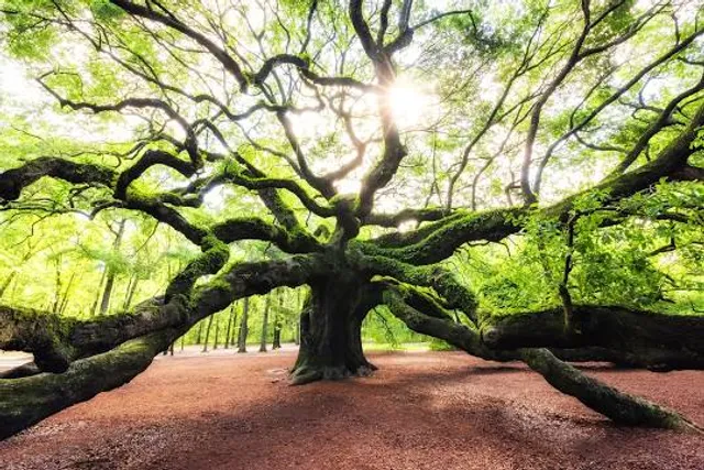 Angel Oak Tree