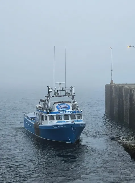 Petit Passage Whale Watch