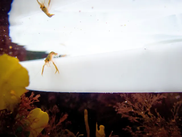 National Lobster Hatchery