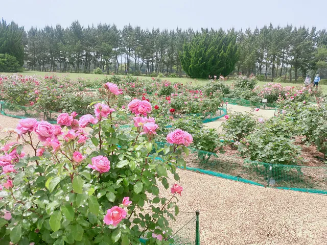 Hitachi Rose Garden