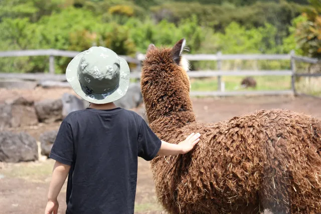 Alpaca Ranch