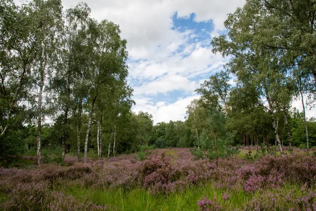 Woensdrechtse Heide