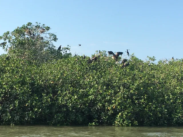Isla de los Pájaros