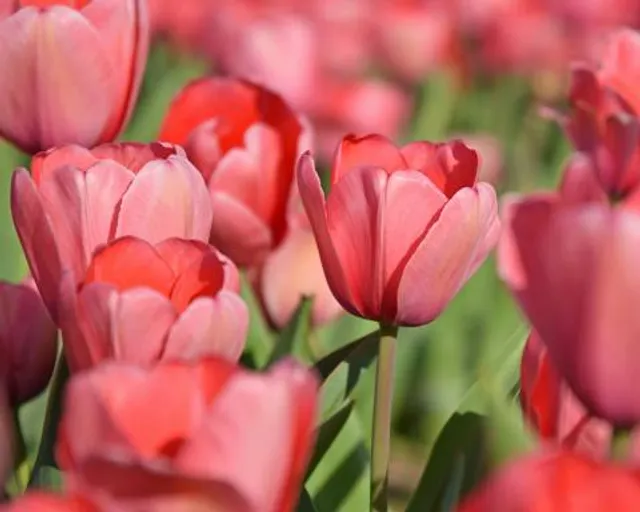 Texas-Tulips, LLC