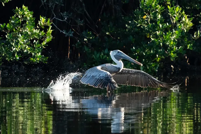 Coffee Pot Bayou Bird Preserve