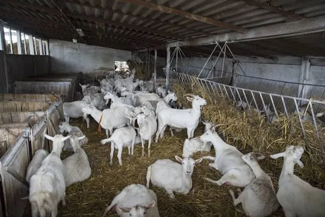 Saanen Dairy Goat Farm