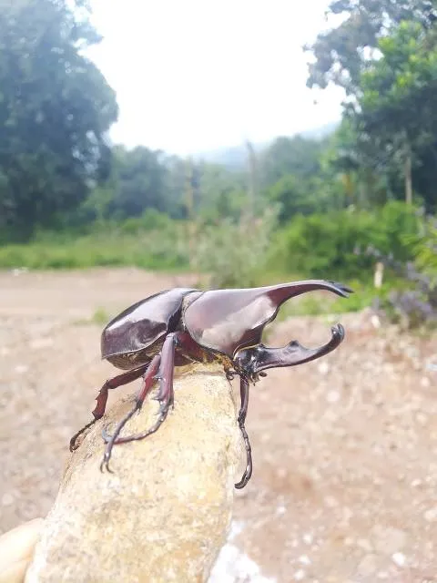 Cachoeira Zé Carlinhos
