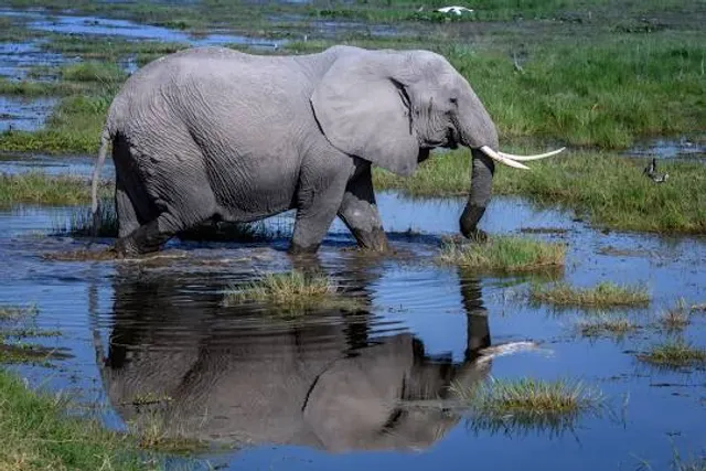 Elephant Swamp Nature Trail