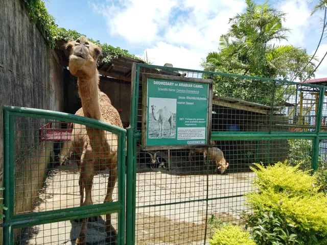 Residence Inn Mini Zoo