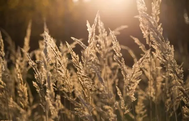 Museu do Tabaco da Maia