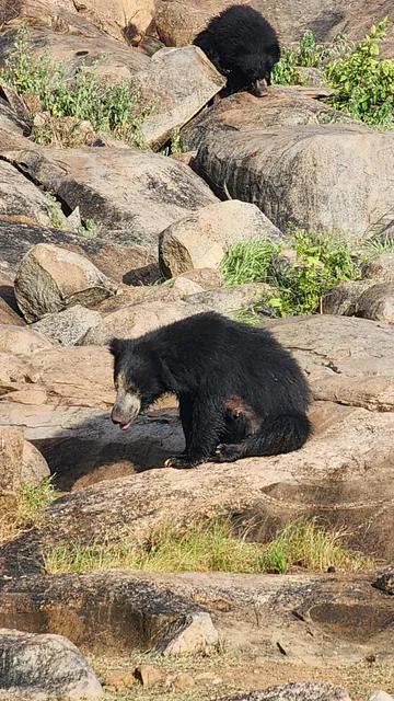 Daroji Sloth Bear Sanctuary
