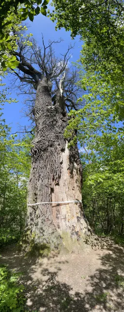 gmina Leśna Podlaska