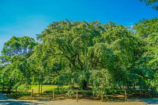 Rosarium Hochzeitsinsel