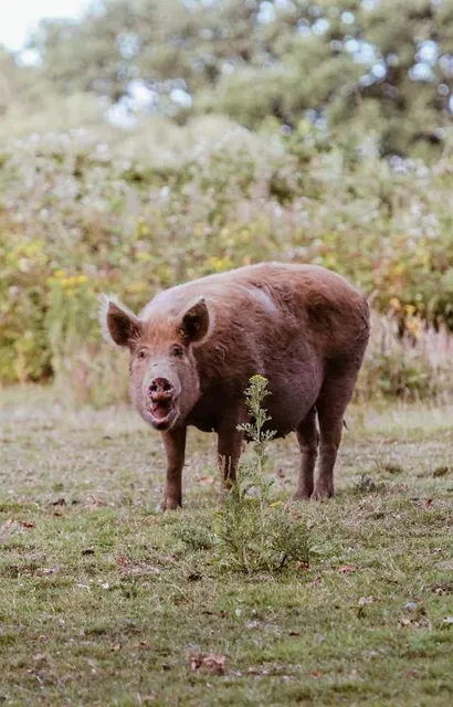 Knepp Estate - Rewilding Area