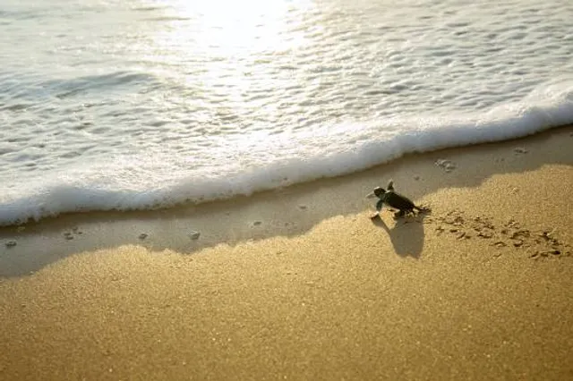 Terrenos del Lote "Santiago de la Peña"