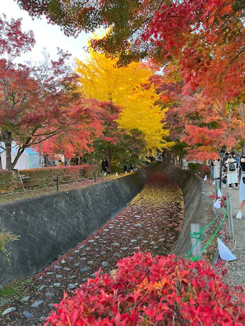 Lake Kawaguchi Maple Corridor