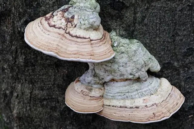 Paseo del río Usaya (Siete Puentes)
