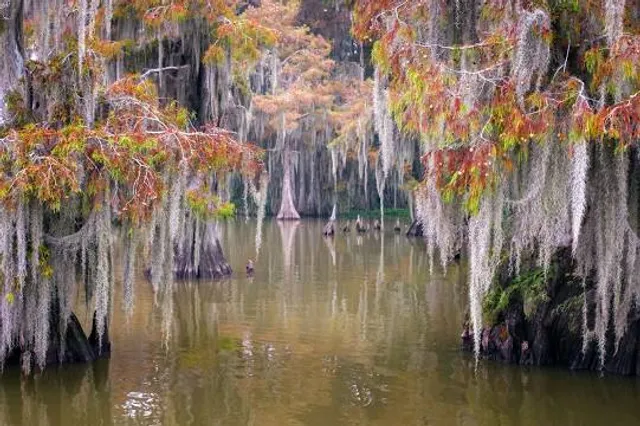 Louisiana Swamp Tours