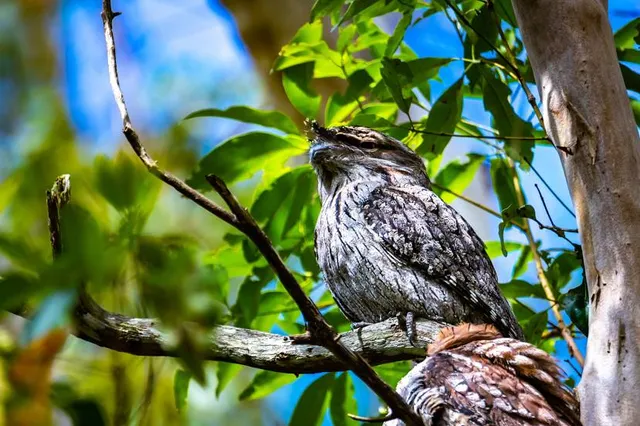 Venman Bushland National Park